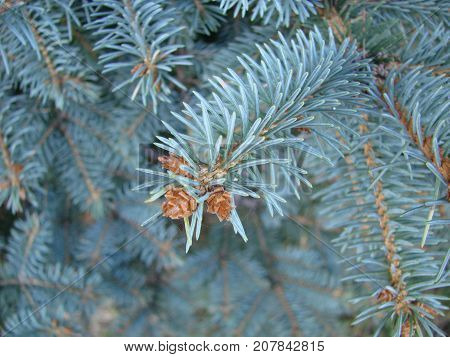 Photos Natural Background Branch Blue Spruce Growing In The Park. Shallow Depth Of Field