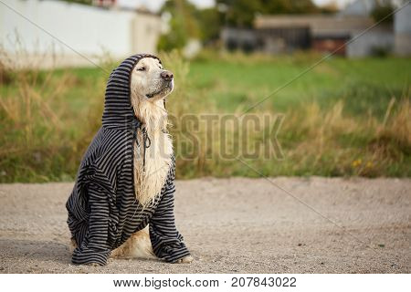 Funny wet golden retriever sits on the road. Cutie doggie in humans clothes on the natural background.