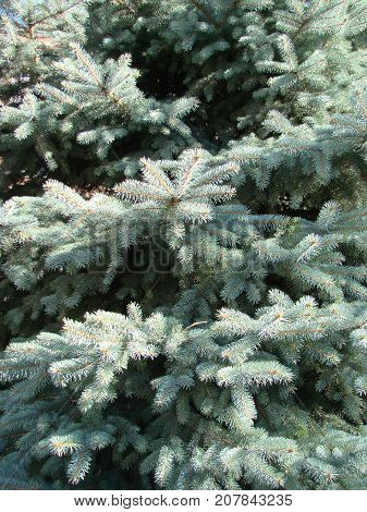 Photos Natural Background Branch Blue Spruce Growing In The Park. Shallow Depth Of Field