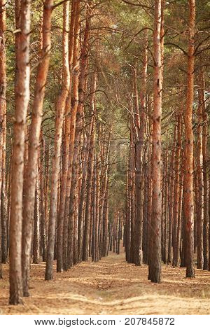 Beautiful trees stand along the amazing golden autumn forest. The rays of the sun shine brightly on the trees outdoors. Close-up of nature.