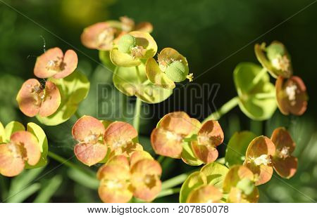 Flowers Of Eufhorbia