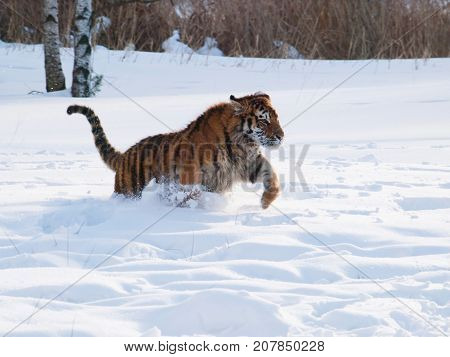 Siberian tiger hunting for the prey in the snow - Panthera tigris altaica