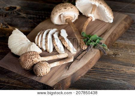 Macrolepiota Procera Is A Very Tasty Edible Mushroom