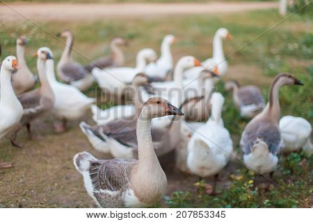 Summer day evening or morning. In the frame is a green meadow. On the grass a herd of domestic geese grazes. Ukraine the Kharkov area