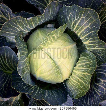 large cabbage forks with leaves in the garden, top view