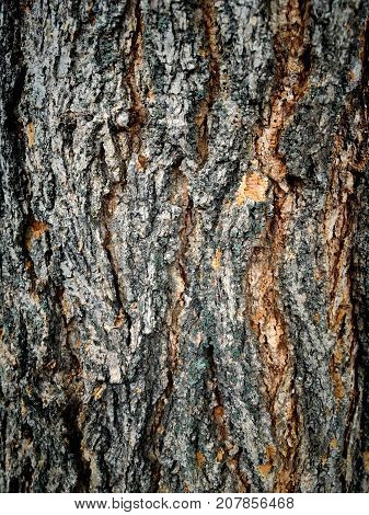cracked brown bark of an old fruit tree in the garden
