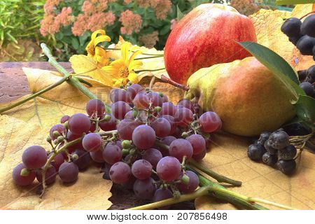 autumn still life of ripe fruits and berries on yellow leaves