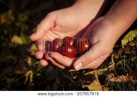 Acorns in human hands on the background of autumn leaves