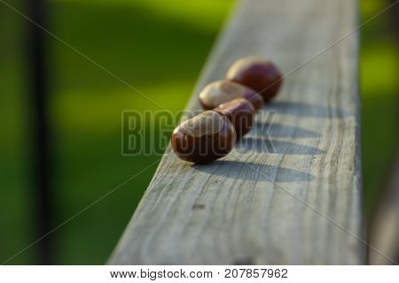 Acorns on a wooden railing on a green background