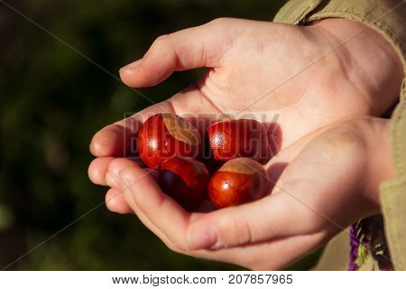 Acorns in human hands on the dark background