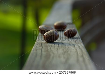 Acorns on a wooden railing on a green background