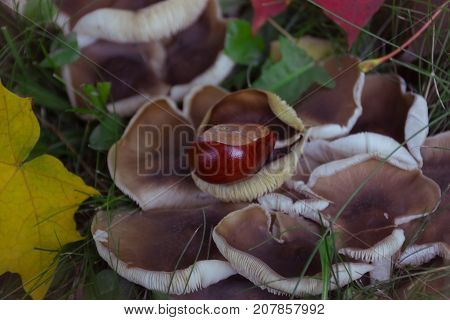 Chestnuts in hand on background of autumn leaves