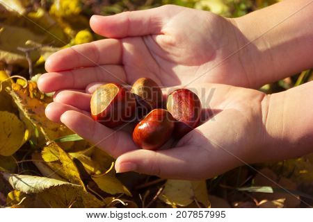 Acorns in human hands on the background of autumn leaves