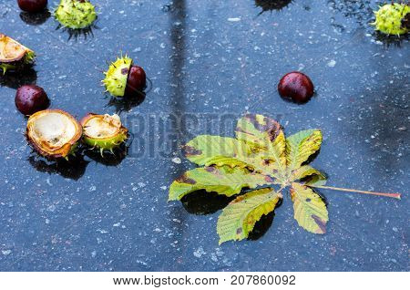 Chestnut Leaf And Chestnuts. Autumn Leaf Of A Chestnut.