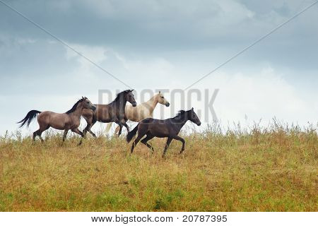 Fire kører heste i Steppe