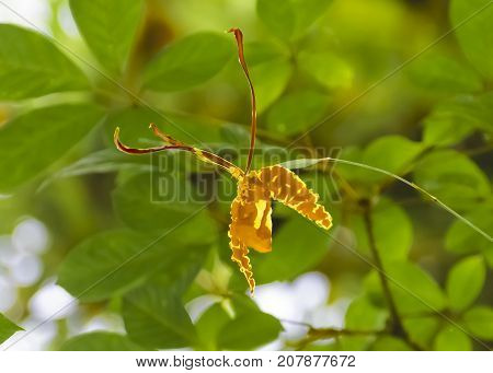 Butterfly Orchid (Psychopsis papilio) in the rain forest Northern Trinidad