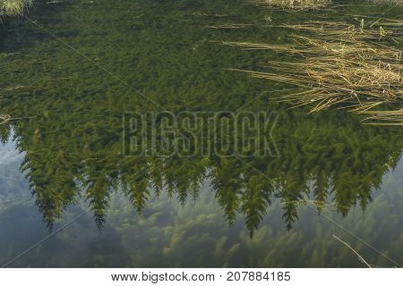 Strange trees in Kladska pond in autumn morning