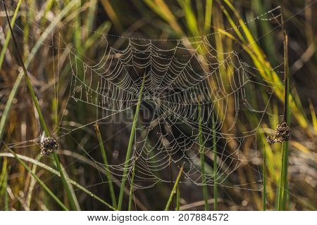 Silver and golden cobweb near Kladska pond in autumn sunny morning