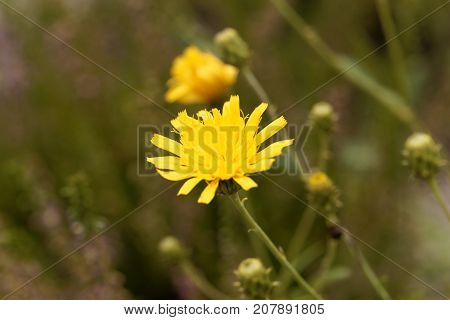 Canadian Hawkweed (hieracium Umbellatum)