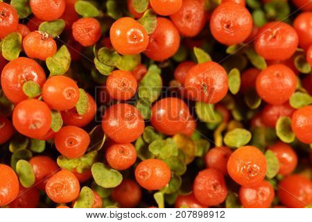 Coral Bead Plant (nertera Granadensis)