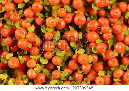 Coral Bead Plant (nertera Granadensis)