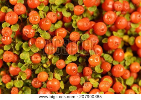 Coral Bead Plant (nertera Granadensis)