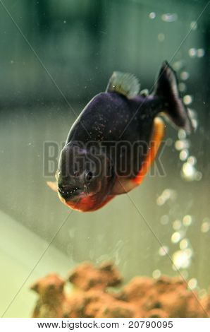 Piranha