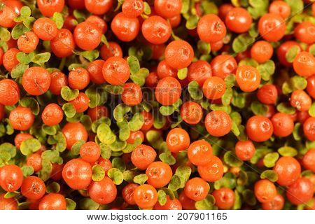 Coral Bead Plant (nertera Granadensis)