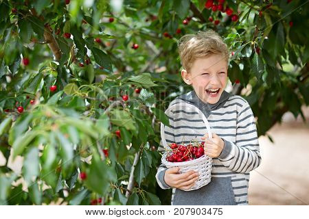 cheerful positive boy with basket full of cherry berries enjoying spring family activity picking berries from the tree during u-pick season at the farm