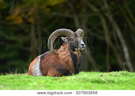 Big European Moufflon In The Meadow