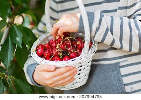 close-up of kids hands holding white basket full of ripe cherry berries during u-pick season at the farm