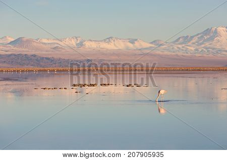 beautiful landscape view of laguna chaxa in atacama desert chile with one flamingo in the salty lagoon