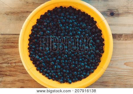 Handpicked aronia berry pile also known as chokeberry a genus of deciduous shrubs