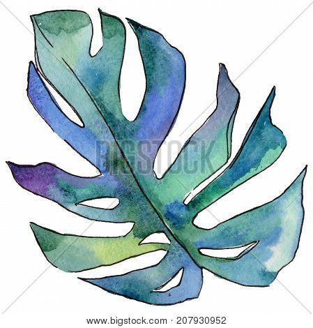 Tropical Hawaii leaves in a watercolor style isolated. Aquarelle wild flower for background, texture, wrapper pattern, frame or border.
