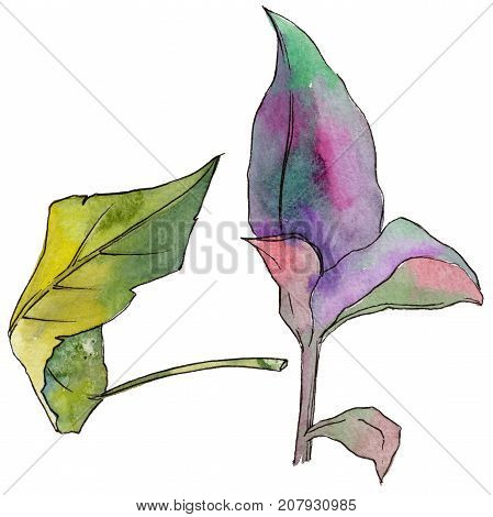 Tropical Hawaii leaves in a watercolor style isolated. Aquarelle wild flower for background, texture, wrapper pattern, frame or border.