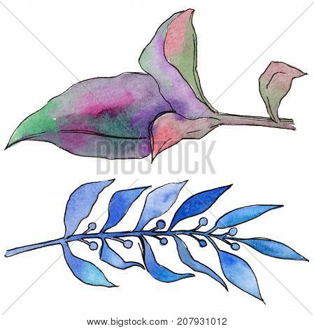 Tropical Hawaii leaves in a watercolor style isolated. Aquarelle wild flower for background, texture, wrapper pattern, frame or border.