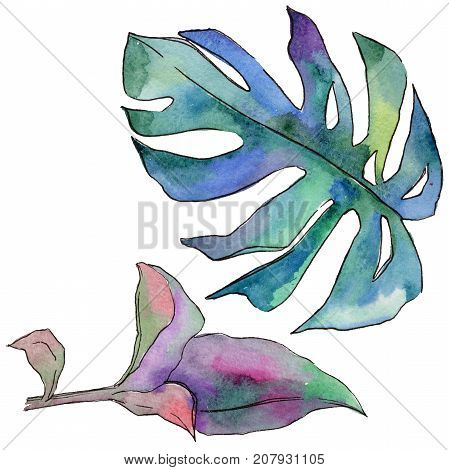 Tropical Hawaii leaves in a watercolor style isolated. Aquarelle wild flower for background, texture, wrapper pattern, frame or border.