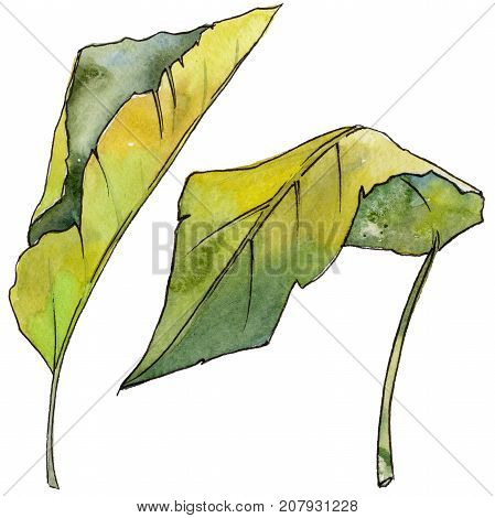 Tropical Hawaii leaves in a watercolor style isolated. Aquarelle wild flower for background, texture, wrapper pattern, frame or border.