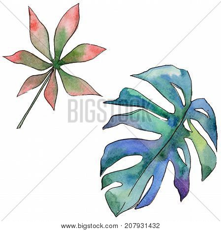 Tropical Hawaii leaves in a watercolor style isolated. Aquarelle wild flower for background, texture, wrapper pattern, frame or border.