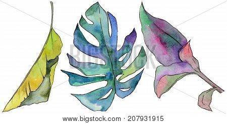 Tropical Hawaii leaves in a watercolor style isolated. Aquarelle wild flower for background, texture, wrapper pattern, frame or border.