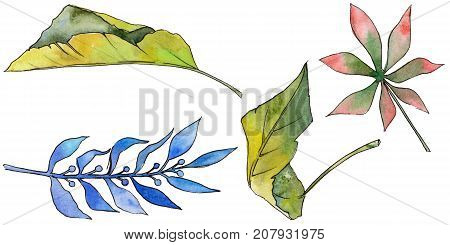 Tropical Hawaii leaves in a watercolor style isolated. Aquarelle wild flower for background, texture, wrapper pattern, frame or border.