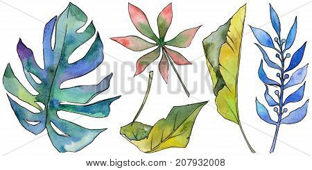 Tropical Hawaii leaves in a watercolor style isolated. Aquarelle wild flower for background, texture, wrapper pattern, frame or border.