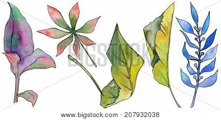 Tropical Hawaii leaves in a watercolor style isolated. Aquarelle wild flower for background, texture, wrapper pattern, frame or border.