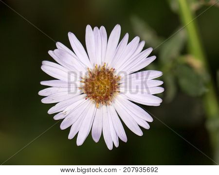 beautiful purple flower in nature . In the park in nature