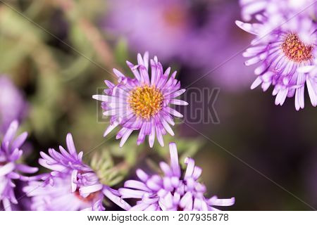 beautiful purple flower in nature . In the park in nature