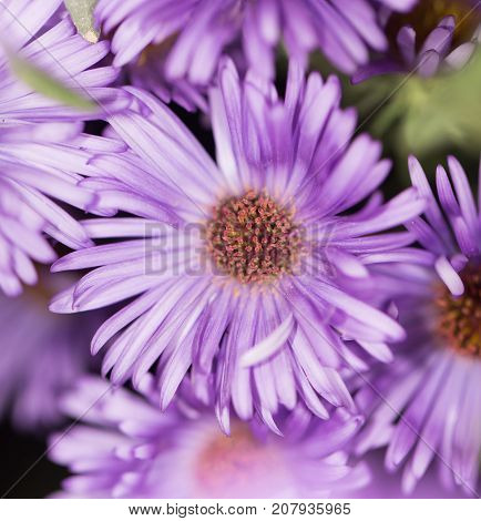 beautiful purple flower in nature . In the park in nature