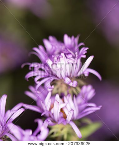 beautiful purple flower in nature . In the park in nature