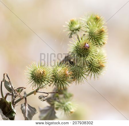 flower bud on a prickly plant . In the park in nature