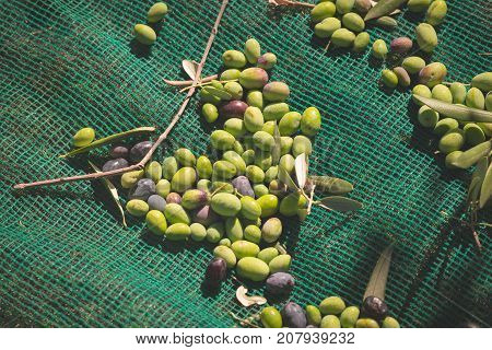 Green And Black Fresh Olives On The Net. Harvesting In Liguria, Italy, Taggiasca Or Caitellier Culti