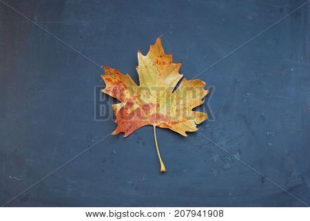 Autumn Concept with Maple Leaves on the blue Chalkboard.